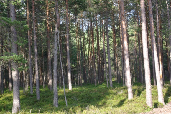 Ilus männimetsaga krunt